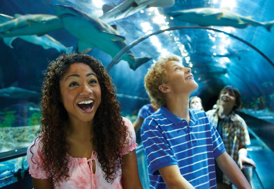 SeaWorld Orlando: Park Admission Ticket - Why SeaWorld works for both thrill seekers and animal lovers