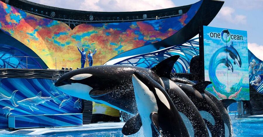 SeaWorld Orlando: Park Admission Ticket - Marine habitats and animal encounters