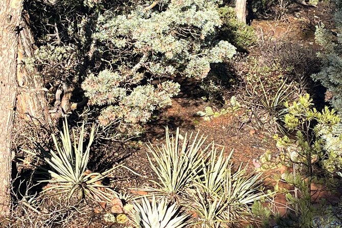 Sedona Magical Sightseeing Highlight Tour- 5 Stars - History, geology, and local context