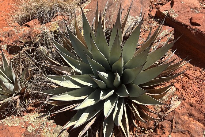 Sedona Magical Sightseeing Highlight Tour- 5 Stars - Price and overall value at $69