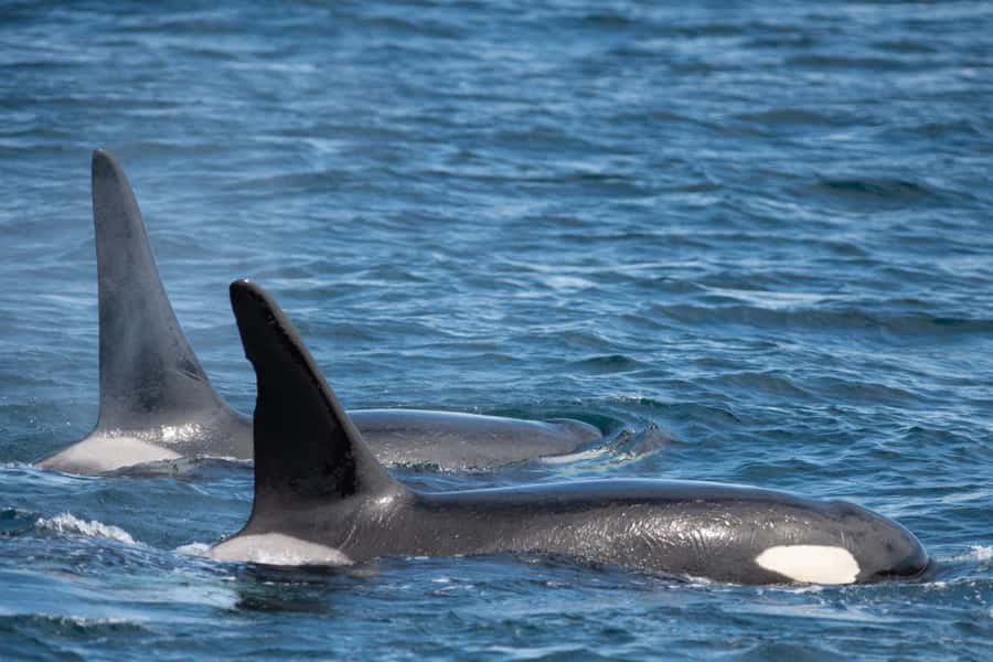 Seward: Kenai Fjords National Park Catamaran Cruise w/Lunch - Who should book this Seward cruise?