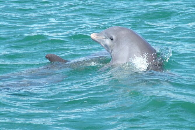Shallow Water Snorkeling and Dolphin Watching in Key West - Snacks, fruit, beer, and wine on the ride home