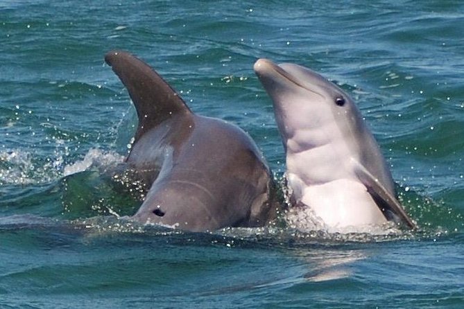 Shark and Wildlife Viewing Adventure in Key West - Key details before you book