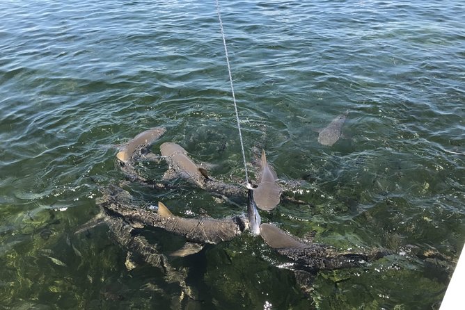 Shark and Wildlife Viewing Adventure in Key West - Leaving Pier B behind the Westin