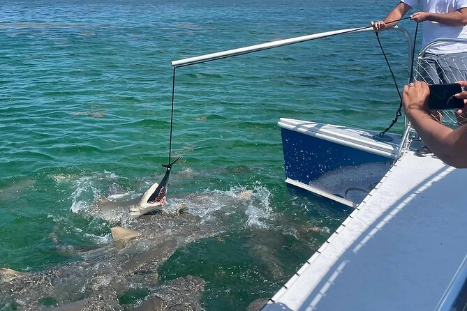 Shark and Wildlife Viewing Adventure in Key West - What the boat experience feels like