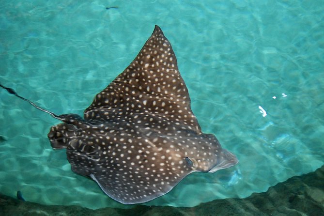 Shark and Wildlife Viewing Adventure in Key West - Is $99 a good value?