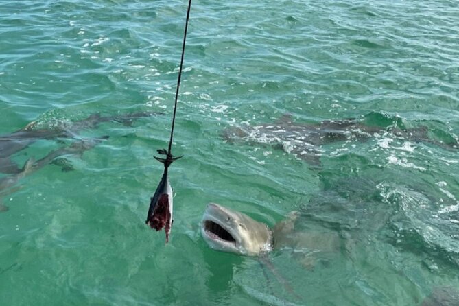 Shark and Wildlife Viewing Adventure in Key West - Who will enjoy this most?
