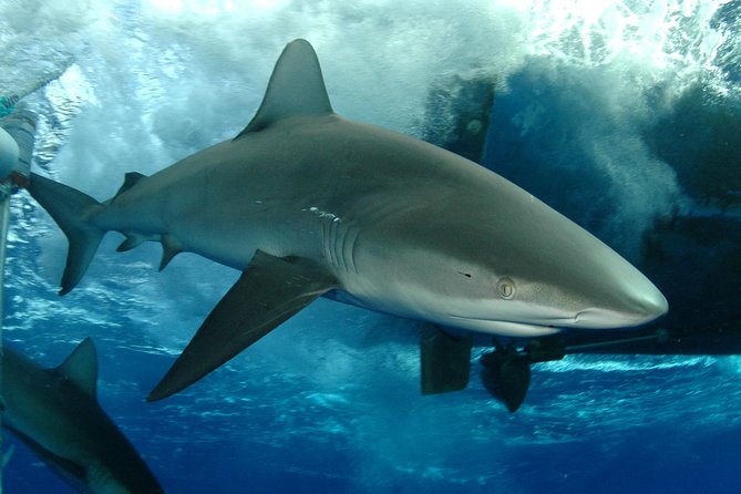 Shark Cage Diving on Oahu’s North Shore - Key Points to Know Before You Go