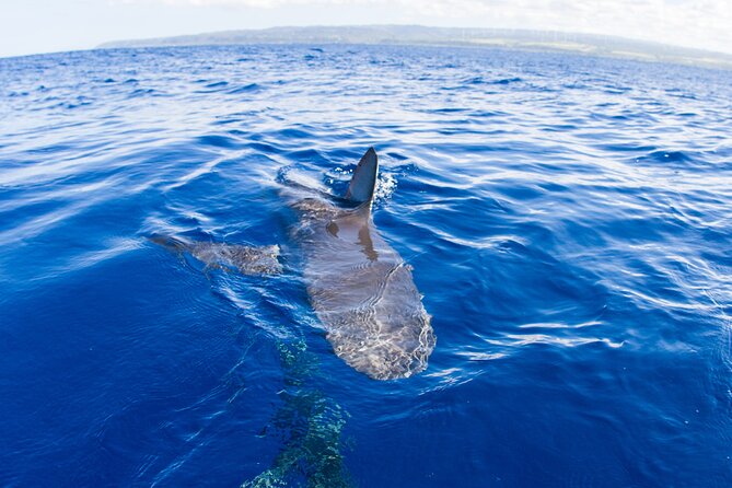 Shark Cage Diving on Oahu’s North Shore - The Short Boat Ride to the Shark Site