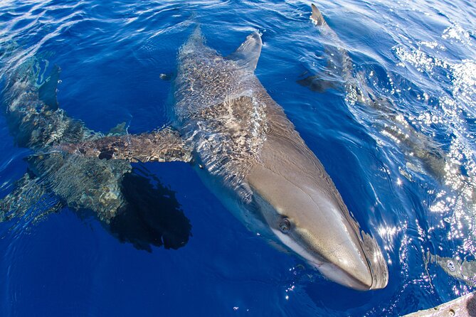Shark Cage Diving on Oahu’s North Shore - Watching Galapagos and Sandbar Sharks Up Close