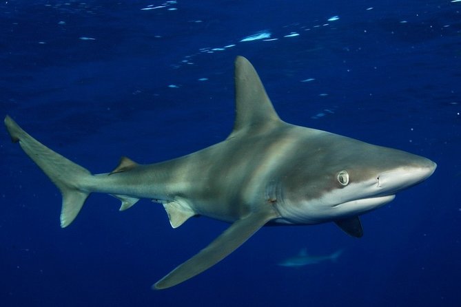 Shark Cage Diving on Oahu’s North Shore - What Makes the Crew’s Approach Useful