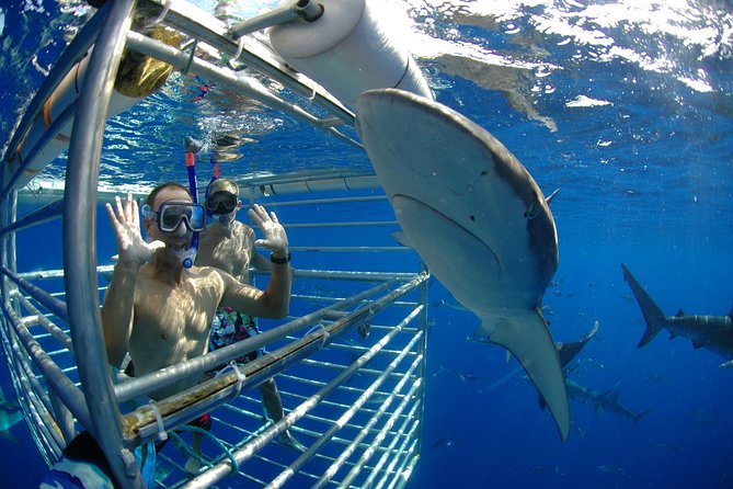 Shark Cage Diving on Oahu’s North Shore - Entering the Floating Shark Cage