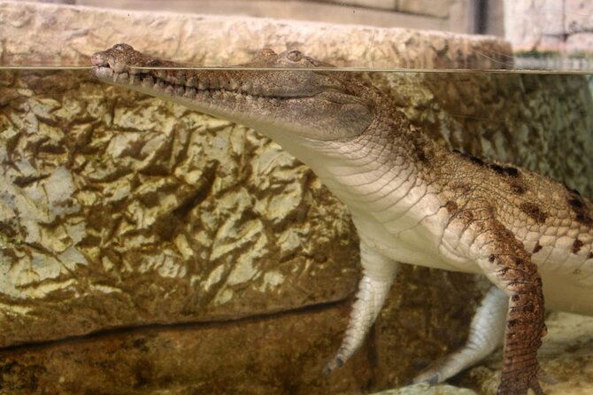 Shark Reef at Mandalay Bay Hotel and Casino - How long should you allow?