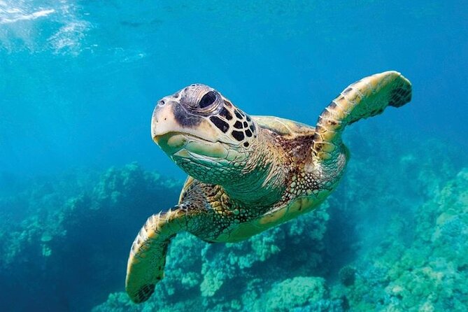 Shark Reef at Mandalay Bay Hotel and Casino - Is $29.75 a fair price?