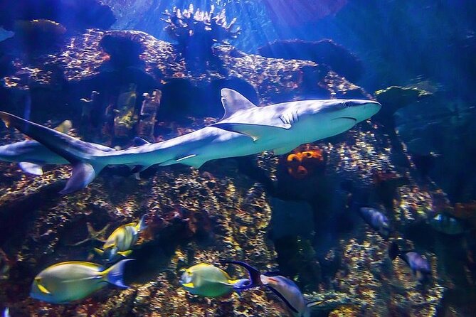 Shark Reef at Mandalay Bay Hotel and Casino - Who will enjoy Shark Reef most?