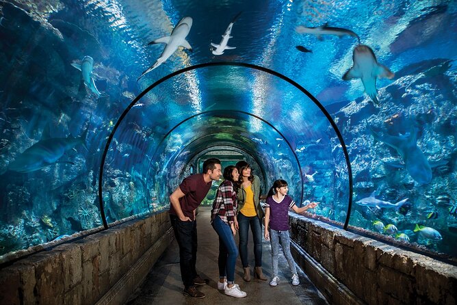 Shark Reef at Mandalay Bay Hotel and Casino - Practical timing and ticket advice