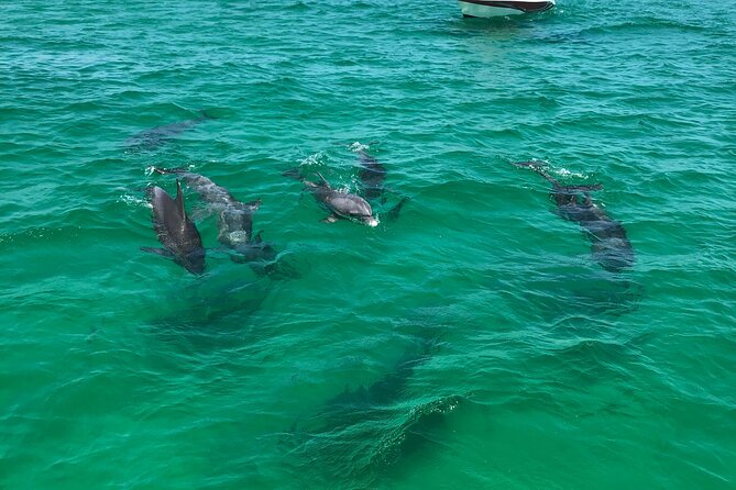 Shell Island Snorkel and Dolphin Catamaran Cruise with Island Time - Shell Island: Beach Time With Room to Roam