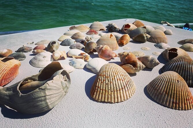 Shell Island Snorkel and Dolphin Catamaran Cruise with Island Time - Paddle Boards and the Waterslide