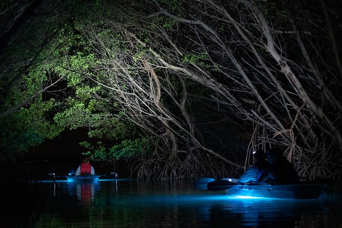 Shell Key Clear Kayak Sunset & Glow Tours - What you might see under the LEDs