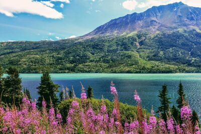 Skagway Shore Excursion: Full-Day Tour of the Yukon