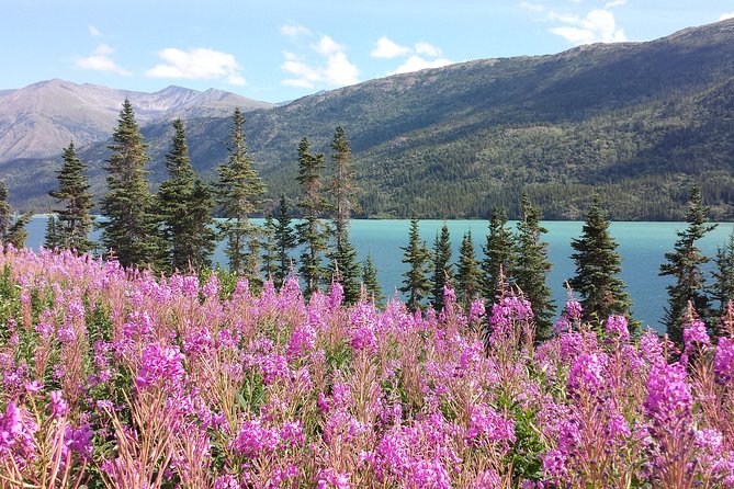 Skagway Shore Excursion: Half-Day Tour to the Yukon Border and Suspension Bridge - Key Points Before You Book