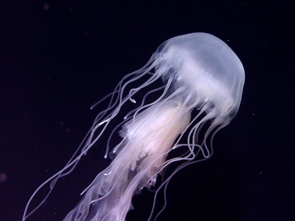 Skip the Ticketing Line: Aquarium of the Pacific General Admission Ticket - What your $44.95 ticket actually gives you