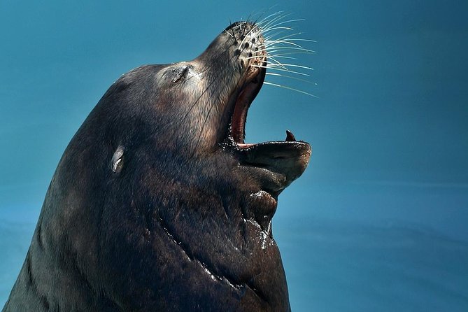 Skip the Ticketing Line: Aquarium of the Pacific General Admission Ticket - The animal stops worth planning around