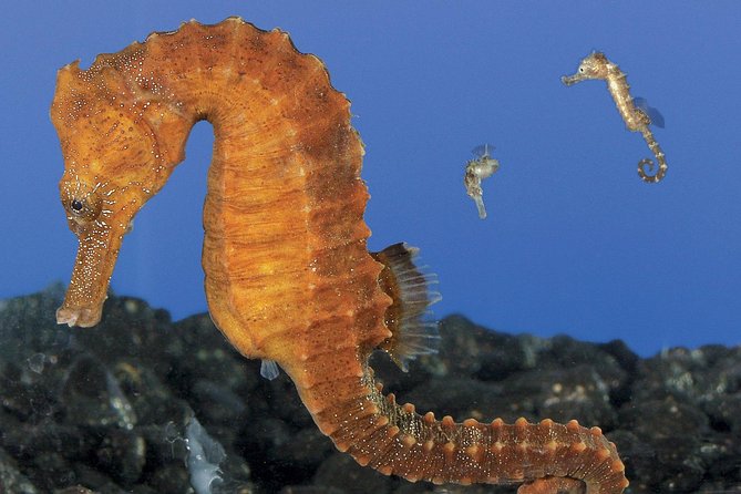 Skip the Ticketing Line: Aquarium of the Pacific General Admission Ticket - Parking, public transportation, and the Long Beach setting