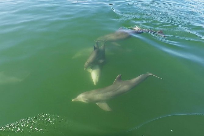 Small Group 2 Hour Dolphin Cruise with Snorkeling to Shell Key - What snorkeling at Shell Key is really like