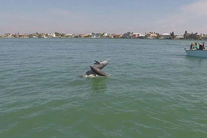 Small Group 2 Hour Dolphin Cruise with Snorkeling to Shell Key - Why the captain matters so much