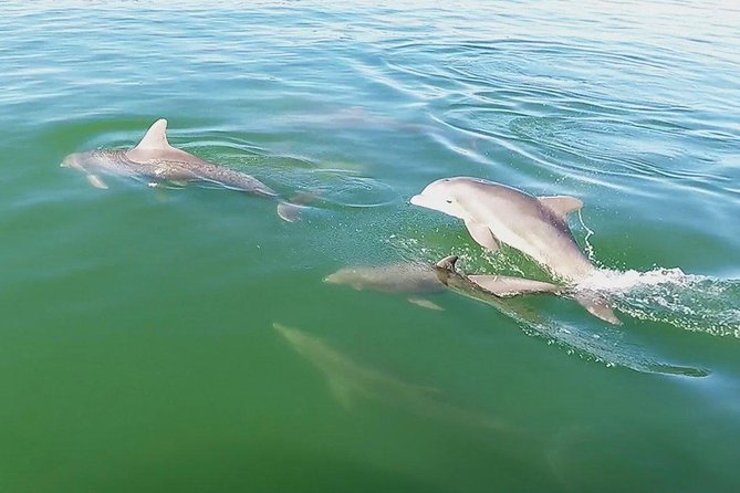 Small Group 2 Hour Dolphin Cruise with Snorkeling to Shell Key - Is $75 a fair price?