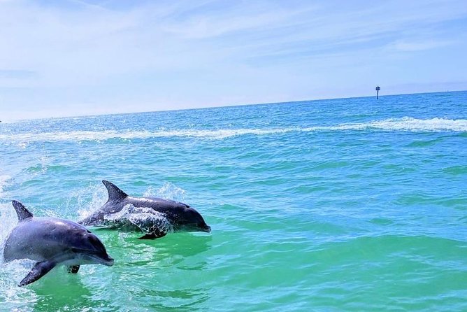 Small Group 2 Hour Dolphin Cruise with Snorkeling to Shell Key - Who should book this Shell Key cruise?