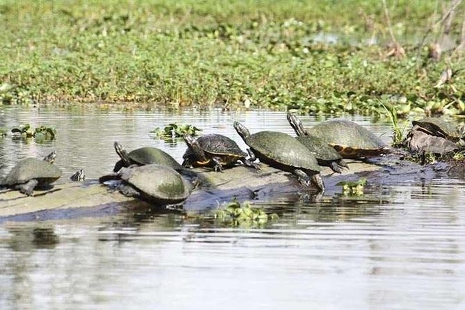 Small-Group Airboat Swamp Tour with Downtown New Orleans Pickup - Is $115 a fair price?
