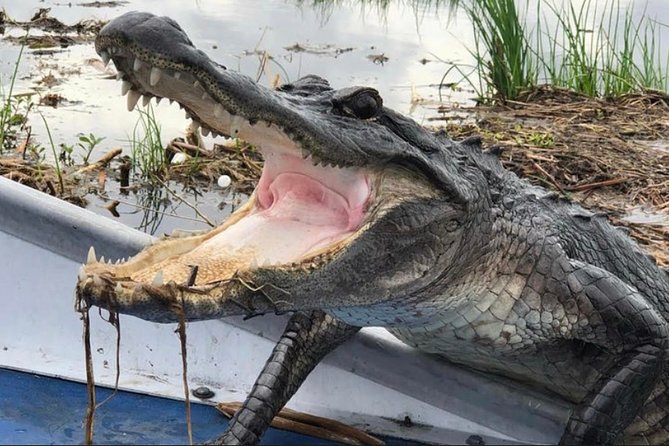 Small-Group Airboat Swamp Tour with Downtown New Orleans Pickup - Why the nine-seat airboat changes the experience