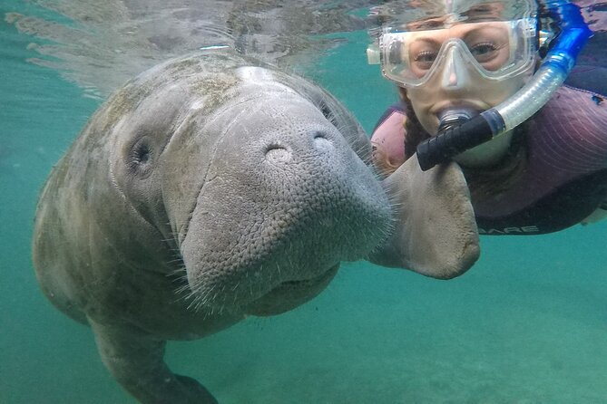 Small Group Manatee Snorkel Tour with In-Water Guide and Photographer - Key points at a glance