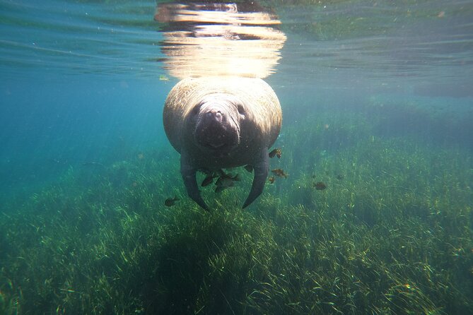 Small Group Manatee Snorkel Tour with In-Water Guide and Photographer - Learning passive observation before entering the water
