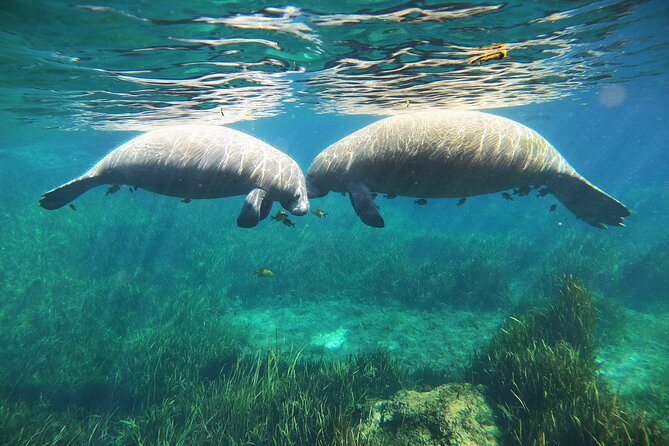 Small Group Manatee Snorkel Tour with In-Water Guide and Photographer - Finding the manatees around Kings Bay