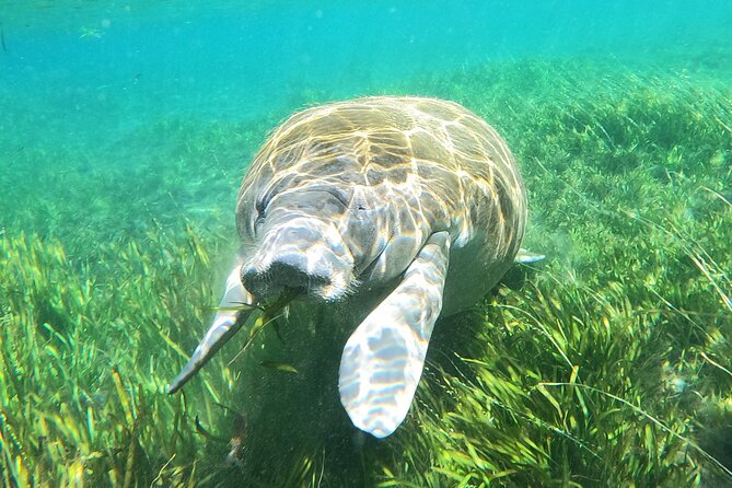 Small Group Manatee Snorkel Tour with In-Water Guide and Photographer - What the $89.99 price includes