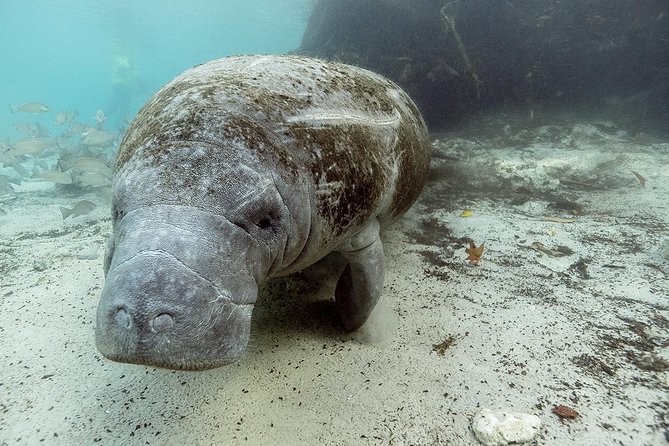 Small group Manatee Tour with In-Water Divemaster/Photographer - Why Crystal River is special for manatee encounters