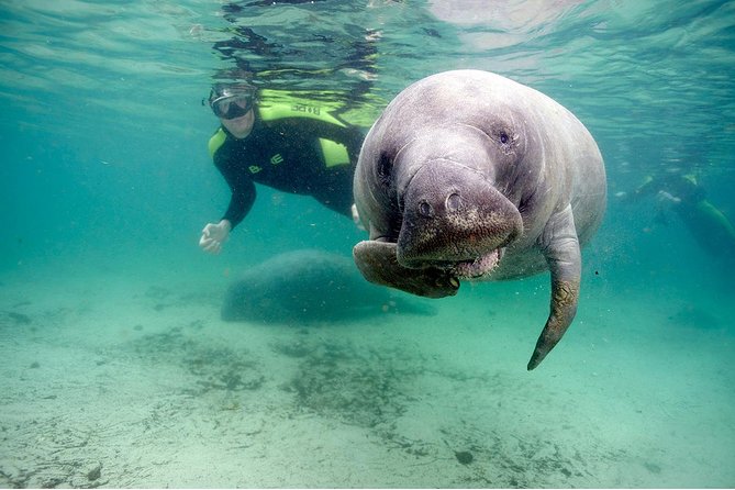 Small group Manatee Tour with In-Water Divemaster/Photographer - A short lesson before you enter the bay