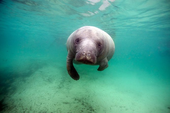 Small group Manatee Tour with In-Water Divemaster/Photographer - Winter, summer, and the timing of your booking