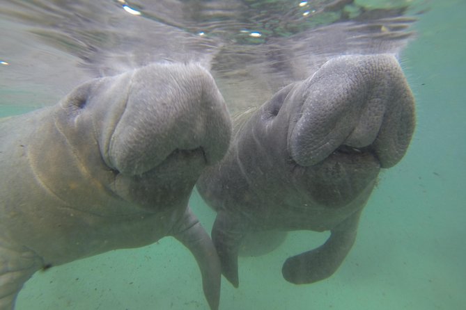 Small group Manatee Tour with In-Water Divemaster/Photographer - Starting at Fort Island Trail