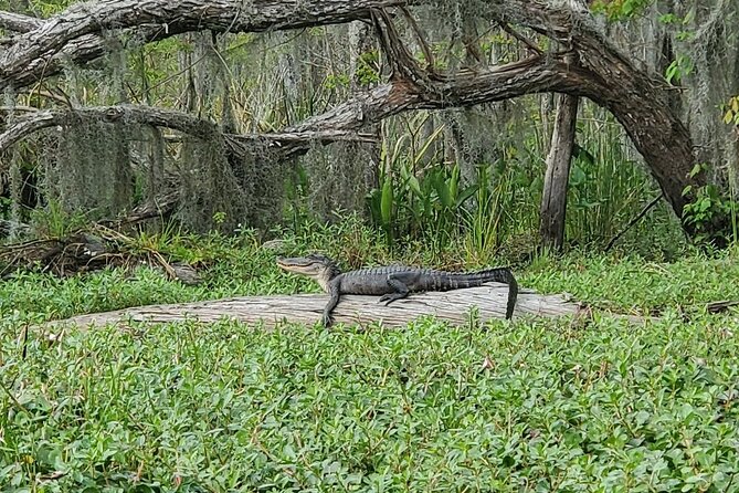 Small-Group Manchac Swamp Kayak Tour - Cancellation and practical booking advice