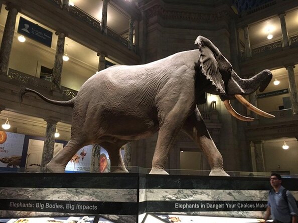 Smithsonian Museum of Natural History - Exclusive Guided Tour - Why a Guide Helps in an 18-Football-Field Museum