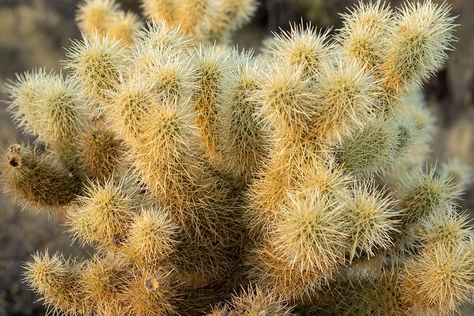 Sonoran Desert Jeep Tour - Choosing Morning or Afternoon