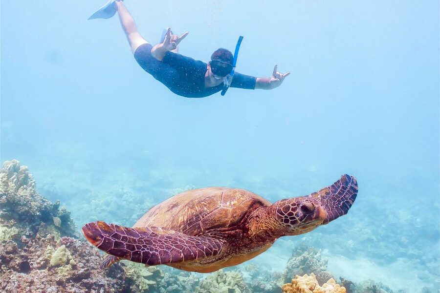 South Maui: Molokini Snorkeling Adventure - Turtle Town adds a different kind of wildlife encounter