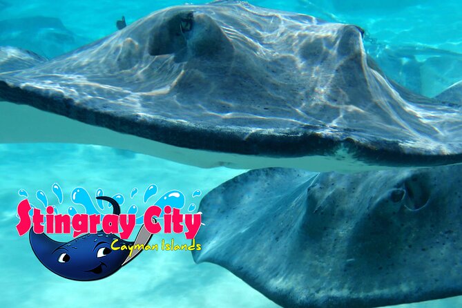 Stingray City and Starfish Experience with Coral Reef Snorkeling - Getting from a cruise ship or hotel