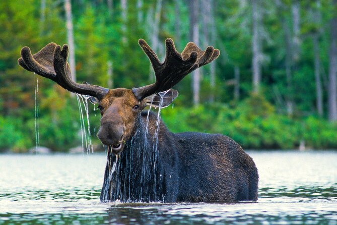 Sunset 4-Hour Grand Teton Wildlife Adventure - Key reasons this sunset safari works