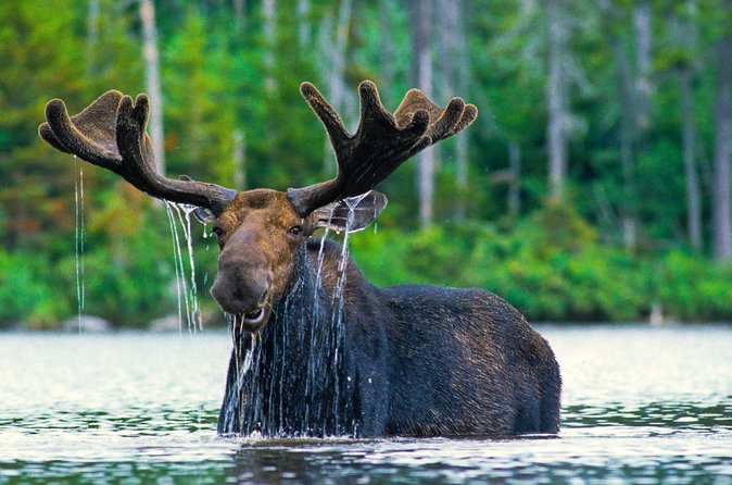 Sunset 4-Hour Grand Teton Wildlife Adventure - The animals you may see