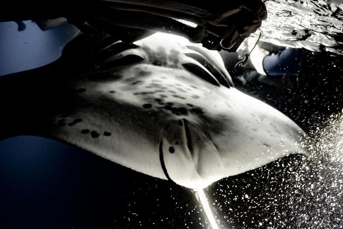 Sunset and Manta Ray Snorkel Adventure - A Sunset Cruise With a Useful Purpose